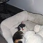Chat, Comfort, Carnivore, Grey, Felidae, Moustaches, Small To Medium-sized Cats, Bois, Queue, Couch, Hardwood, Domestic Short-haired Cat, Poil, Patte, Room, Sieste, Cat Bed, Canidae