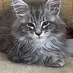 Chat, Carnivore, Felidae, Small To Medium-sized Cats, Moustaches, Iris, Grey, Museau, Poil, Domestic Short-haired Cat, Queue, Patte, Terrestrial Animal, Maine Coon