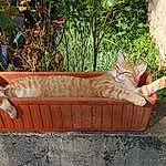 Plante, Chat, Felidae, Carnivore, Comfort, Outdoor Furniture, FenÃªtre, Bois, Couch, Faon, Small To Medium-sized Cats, Bench, Arbre, Outdoor Bench, Outdoor Sofa, Herbe, Moustaches, Wicker, Queue, Assis
