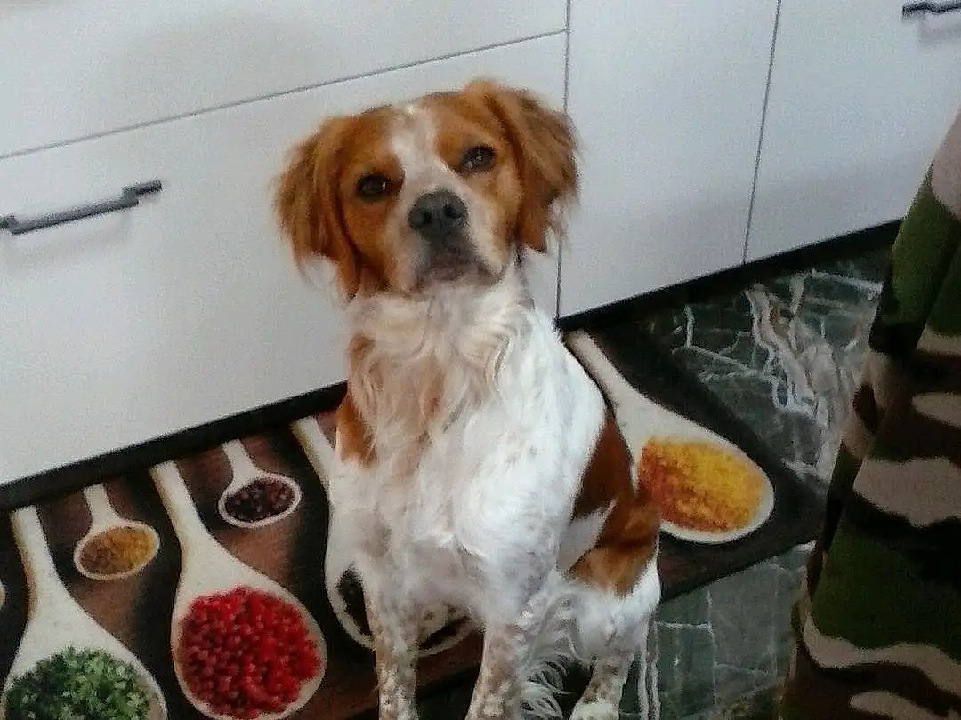 Chien, Carnivore, Cabinetry, Race de chien, Chien de compagnie, Recipe, Toy Dog, Ã‰pagneul, Brittany, Cavalier King Charles Spaniel, Gun Dog, Ingredient, Vegetable, Drawer, Door, Hardwood, Cooking, Chair