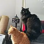 Chat, Felidae, Carnivore, Moustaches, Small To Medium-sized Cats, Plante, Museau, Queue, Poil, Domestic Short-haired Cat, Bois, Comfort, Patte, Chats noirs, Griffe, Assis, Room