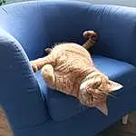 Chat, Meubles, Comfort, Couch, Carnivore, Felidae, Chair, Bois, Small To Medium-sized Cats, Hardwood, Armrest, Moustaches, Queue, Living Room, Cat Supply, Pet Supply, Poil, Domestic Short-haired Cat, Outdoor Furniture