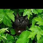 Chat, Felidae, Leaf, Carnivore, Small To Medium-sized Cats, Moustaches, Herbe, Groundcover, Tints And Shades, Queue, Arbre, Terrestrial Plant, Chats noirs, Bois, Flowering Plant, Plante, Terrestrial Animal, Poil, Annual Plant, Darkness