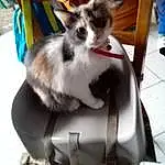 Chat, Carnivore, Moustaches, Felidae, Small To Medium-sized Cats, Chien de compagnie, Domestic Short-haired Cat, Queue, Poil, Race de chien, Bois, Chair, Patte, Metal, Bag, Luggage And Bags, Rim, Canidae