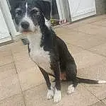 Chien, Carnivore, Chien de compagnie, Collar, Race de chien, Border Collie, Queue, Poil, Moustaches, Working Animal, Patte, Dog Collar, Road Surface, Working Dog, Chiots, Canidae, Non-sporting Group, Asphalt