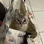 Chat, Felidae, Carnivore, Small To Medium-sized Cats, Moustaches, Grey, Packaging And Labeling, Bag, Pet Supply, Packing Materials, Paper Bag, Box, Domestic Short-haired Cat, Plastic Bag, Fashion Accessory, Paper Product, Poil, Cardboard, Carton, Luggage And Bags