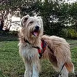 Chien, Race de chien, Carnivore, Plante, Arbre, Chien de compagnie, Collar, Dog Collar, Dog Supply, Terrier, Herbe, Working Animal, Canidae, Petit Terrier, Ciel, Romanian Mioritic Shepherd Dog, Toy Dog, Leash, Water Dog