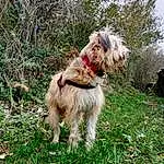 Chien, Plante, Race de chien, Carnivore, Dog Supply, Chien de compagnie, Liver, Herbe, Terrier, Dog Collar, Collar, Arbre, Petit Terrier, Water Dog, Working Animal, Canidae, Toy Dog, Leash