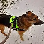 Chien, Neige, Race de chien, Dog Supply, Carnivore, Working Animal, Collar, Dog Clothes, Pet Supply, Faon, Chien de compagnie, Dog Collar, Museau, Moustaches, Leash, Canidae, Queue, Personal Protective Equipment, Fashion Accessory