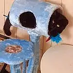 Chat, Paint, Art, Moustaches, Felidae, Cat Supply, Chapi Chapo, Poil, Electric Blue, Small To Medium-sized Cats, Costume Hat, Household Supply, Stuffed Toy, Visual Arts, Circle, Eyewear, Paper Product, Plastic, Sunglasses, Musical Instrument