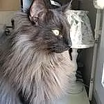 Chat, Yeux, Felidae, Carnivore, Small To Medium-sized Cats, Moustaches, Iris, Grey, Museau, Queue, Poil, British Longhair, Domestic Short-haired Cat, Ragdoll, Griffe, Terrestrial Animal