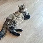 Chat, Bois, Felidae, Carnivore, Small To Medium-sized Cats, Grey, Moustaches, Hardwood, Laminate Flooring, Comfort, Queue, Wood Stain, Wood Flooring, Terrestrial Animal, Domestic Short-haired Cat, Patte, Poil, Foot