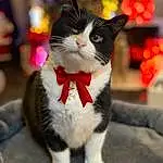Chat, Felidae, Carnivore, Moustaches, Small To Medium-sized Cats, Queue, Museau, Formal Wear, Domestic Short-haired Cat, Patte, Human Leg, Poil, Event, Carmine, Collar, Street