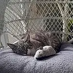 Chat, Fenêtre, Felidae, Comfort, Carnivore, Textile, Small To Medium-sized Cats, Grey, Moustaches, Fence, Linens, Mesh, Wire Fencing, Plante, Poil, Queue, Domestic Short-haired Cat, Noir & Blanc, Monochrome, Animal Shelter