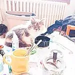 Chat, Drinkware, Carnivore, Felidae, Cup, Moustaches, Serveware, Paint, Small To Medium-sized Cats, Domestic Short-haired Cat, Drinking, Table, Drink, Room, Eau, Window Blind, Queue, Household Supply, Curtain, Poil
