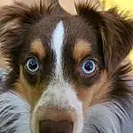 Chien, Carnivore, Race de chien, Iris, Moustaches, Chien de compagnie, Museau, Herding Dog, Close-up, Poil, Australian Collie, Working Animal, Terrestrial Animal, Canidae, Working Dog, Plante, Photography, Ancient Dog Breeds, Chiots