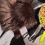 Nourriture, Frying Pan, Ingredient, Recipe, Carnivore, Tableware, Felidae, Cookware And Bakeware, Cooking, Vegetable, Chien de compagnie, Produce, Moustaches, Poil, Comfort Food, Queue, Dish, Small To Medium-sized Cats, Cuisine, Terrier