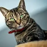 Chat, Carnivore, Felidae, Small To Medium-sized Cats, Moustaches, Museau, Terrestrial Animal, Close-up, Poil, Domestic Short-haired Cat, Art, Macro Photography