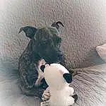 Chien, Race de chien, Carnivore, Working Animal, Jouets, Grey, Chien de compagnie, Faon, Pet Supply, Museau, Happy, Art, Collar, Canidae, Dog Collar, Stuffed Toy, Shadow, Still Life Photography, Queue