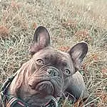 Chien, Bulldog, Race de chien, Carnivore, Herbe, Moustaches, Faon, Chien de compagnie, Terrestrial Animal, Wrinkle, Working Animal, Museau, Canidae, Molosser, Plante, Bouledogue, Soil, Non-sporting Group, Collar