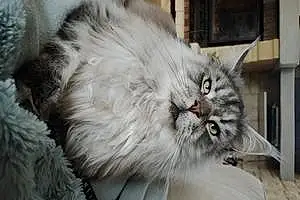 Nom Maine Coon Chat Sweet