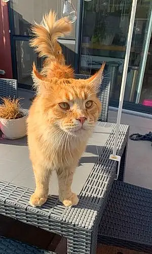 Nom Maine Coon Chat Tiger