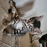 Chat, Felidae, Small To Medium-sized Cats, Carnivore, Comfort, Grey, Moustaches, Domestic Short-haired Cat, Poil, Griffe, Queue, Terrestrial Animal, Patte, Pattern, Bed, Sleep, Sieste, Linens