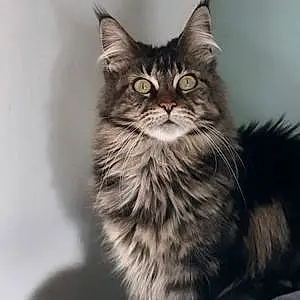 Nom Maine Coon Chat Yona