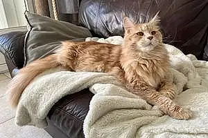 Nom Maine Coon Chat Shelby