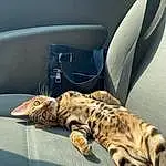 Chat, Comfort, Carnivore, Felidae, Small To Medium-sized Cats, Moustaches, Vehicle, Museau, Queue, Automotive Design, Automotive Tire, Couch, Poil, Vehicle Door, Domestic Short-haired Cat, Patte, Terrestrial Animal, Windshield, Bois