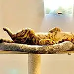Chat, Felidae, Carnivore, Comfort, Small To Medium-sized Cats, Interior Design, Bois, Moustaches, Cat Supply, Queue, Poil, Cat Bed, Hardwood, Domestic Short-haired Cat, Pet Supply, Linens, Room, Sieste, Terrestrial Animal