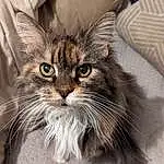 Chat, Yeux, Felidae, Carnivore, Moustaches, Small To Medium-sized Cats, Museau, FenÃªtre, Poil, Domestic Short-haired Cat, Maine Coon, Terrestrial Animal, Griffe