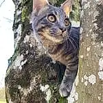 Chat, Yeux, Plante, Felidae, Small To Medium-sized Cats, Carnivore, Arbre, Iris, Moustaches, Herbe, Faon, Trunk, Terrestrial Animal, Queue, Museau, Domestic Short-haired Cat, Poil, Bobcat, Lynx