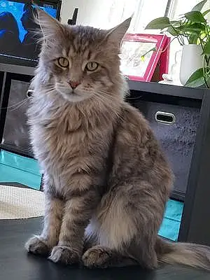 Nom Maine Coon Chat Kooky