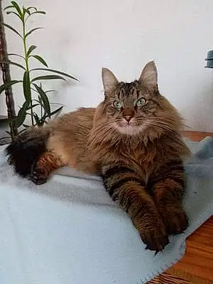 Nom Maine Coon Chat Bobo