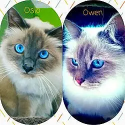Oslo Et Owen