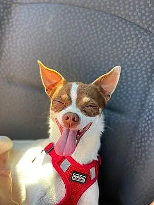 Nom Chihuahua Chien Satine