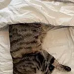 Chat, Felidae, Comfort, Textile, Carnivore, Small To Medium-sized Cats, Grey, Moustaches, Museau, Queue, Linens, Terrestrial Animal, Domestic Short-haired Cat, Poil, Patte, Griffe, Pattern, Sieste, Sleep