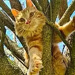 Chat, Felidae, Ciel, Leaf, Botany, Branch, Twig, Bois, Carnivore, Moustaches, Trunk, Small To Medium-sized Cats, Arbre, Faon, Woody Plant, Museau, Queue, Poil, Domestic Short-haired Cat
