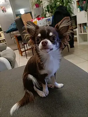 Nom Chihuahua Chien Stella