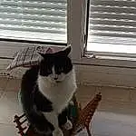 Chat, FenÃªtre, Window Blind, Carnivore, Grey, Bois, Line, Felidae, Comfort, Tints And Shades, Queue, Chair, Small To Medium-sized Cats, Moustaches, Outdoor Furniture, Shade, Porch, Window Covering, Domestic Short-haired Cat