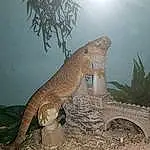 Varanidae, Komodo Dragon, Reptile, Lizard, Scaled Reptile, Terrestrial Animal, Monitor Lizard, Adaptation, Iguana, Iguanidae, Queue