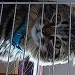 Chat, Felidae, Carnivore, Small To Medium-sized Cats, Moustaches, Pet Supply, Faon, Terrestrial Animal, Museau, Fence, Animal Shelter, Poil, Cage, Mesh, Electric Blue, Service, Domestic Short-haired Cat, Wire Fencing, Queue