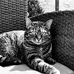 Chat, Felidae, Black-and-white, Carnivore, Small To Medium-sized Cats, Grey, Style, Moustaches, Museau, Noir & Blanc, Monochrome, Comfort, Bored, Domestic Short-haired Cat, Poil, Assis, Patte, Arbre, Terrestrial Animal