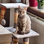 Chat, Plante, Bois, Felidae, Carnivore, Small To Medium-sized Cats, Moustaches, Hardwood, Queue, Domestic Short-haired Cat, Room, Poil, Table, Houseplant, Fenêtre, Arbre, Shelf
