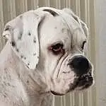 Chien, Carnivore, Race de chien, Faon, Chien de compagnie, Museau, Wrinkle, Collar, Working Animal, Dog Collar, Bulldog, Canidae, Non-sporting Group, Moustaches, Boxer, Cordoba Fighting Dog