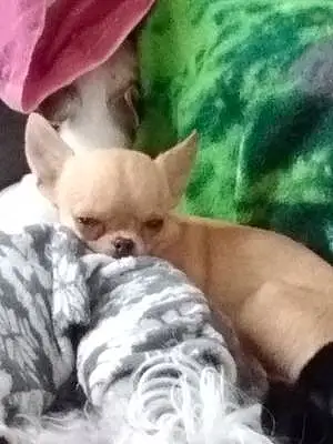 Nom Chihuahua Chien Jody
