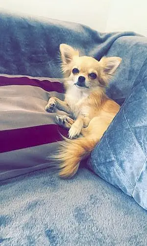 Nom Chihuahua Chien Moona