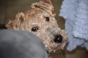 Welsh Terrier Chien Inzo