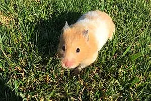 Nom Hamster Cocotte